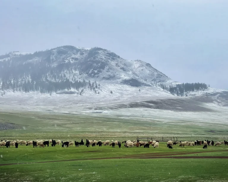A vast steppe landscape with a snow-capped mountain in the background, and a herd of horses grazing in the middle ground.