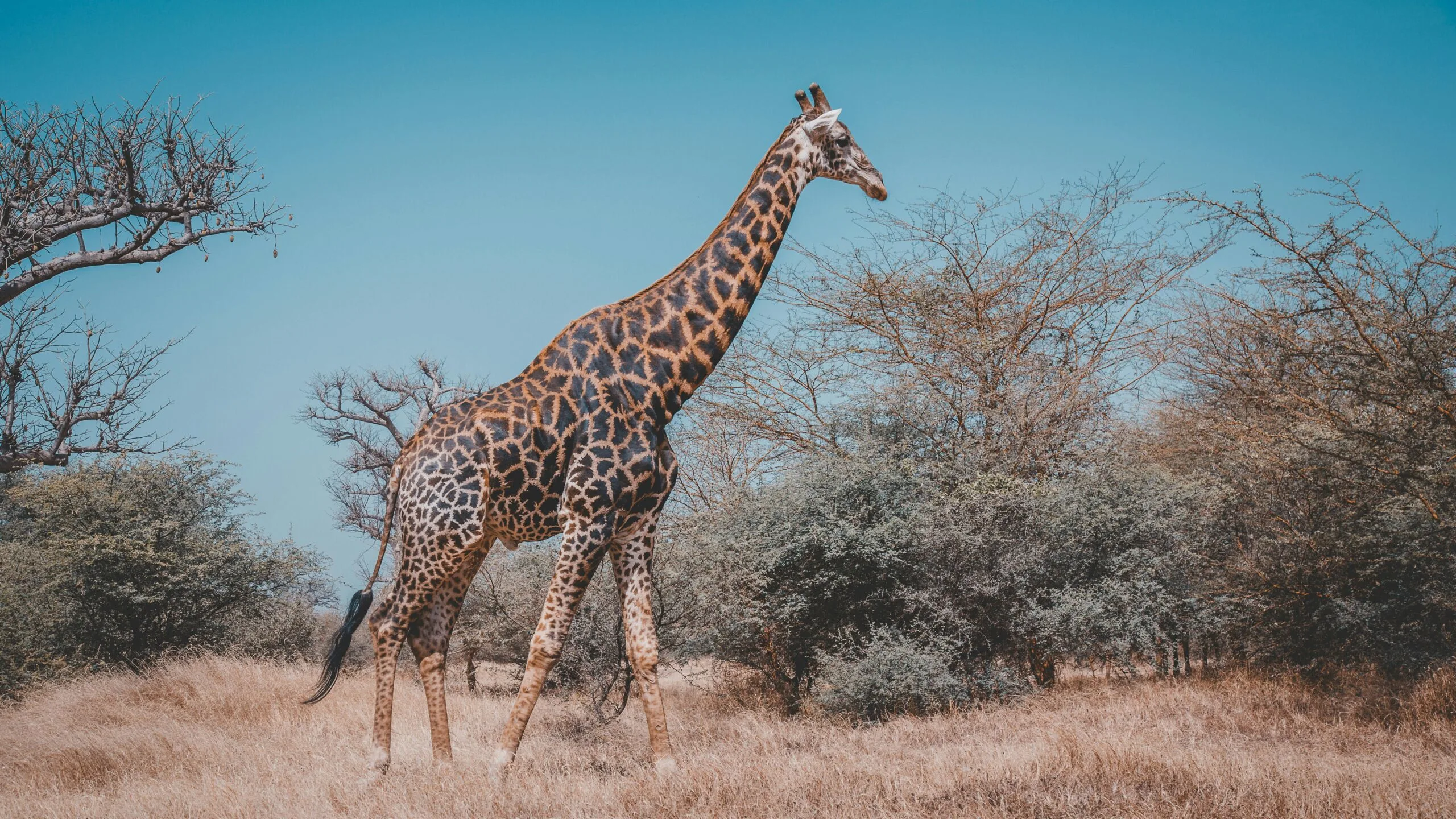 A giraffe stands in a dry, light-colored landscape with sparse vegetation.