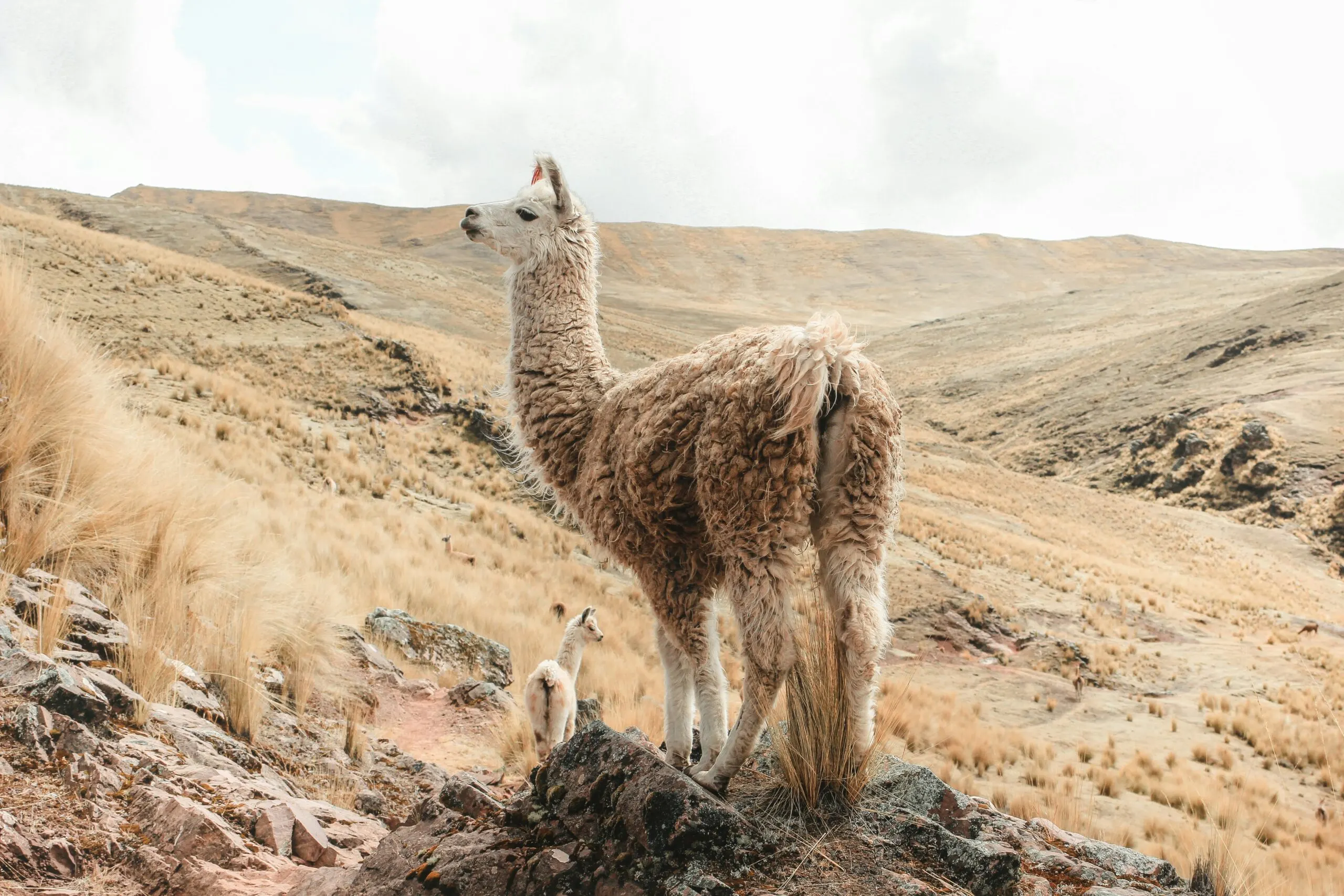 A fluffy brown alpaca standing on a dry, grassy hillside with a vast landscape in the background.