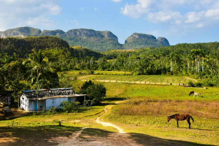 A lush green valley with rolling hills, scattered trees, and horses.