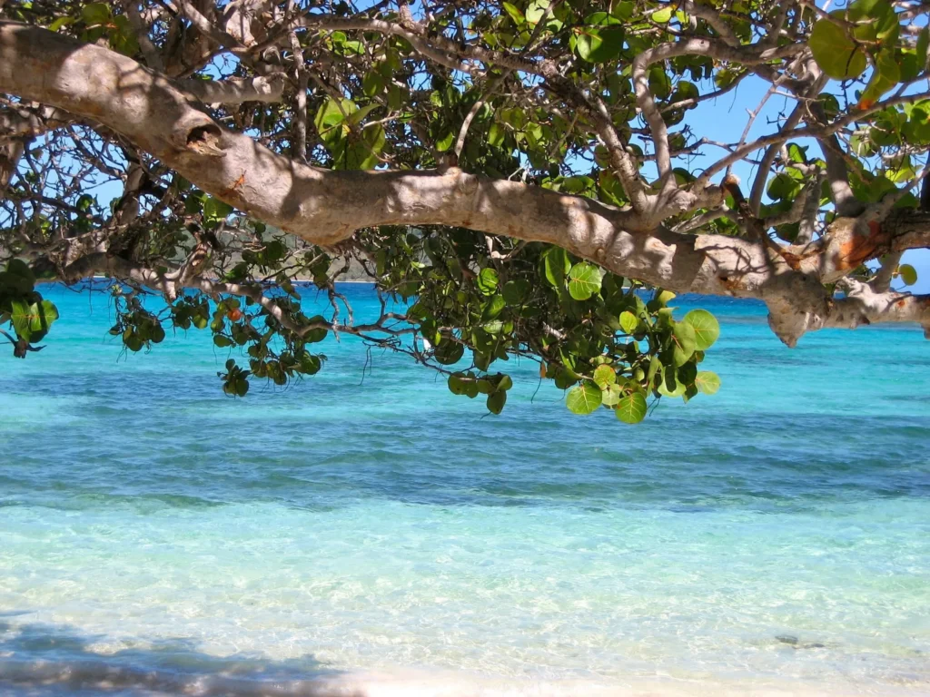 Clear turquoise water seen through tree branches