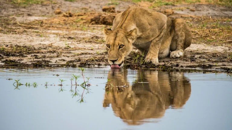 A lion cub is drinking water from a pool, with its reflection visible.