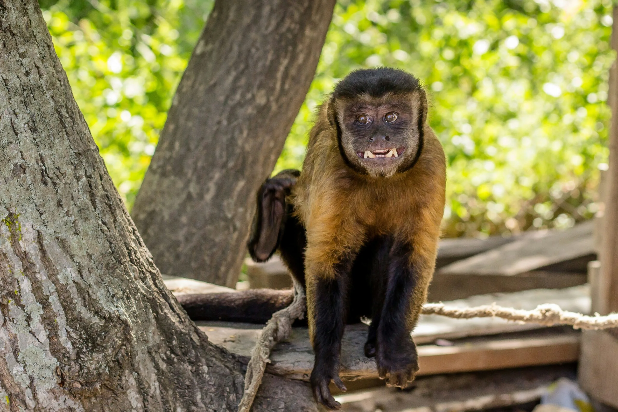 A monkey, possibly a capuchin, sitting on a wooden structure amidst trees.