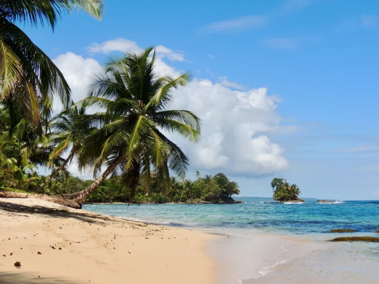 A small, idyllic sandy beach with palm trees overhanging the clear blue ocean.