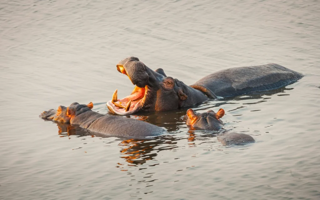 Two hippos are partially submerged in water, one with its mouth open.