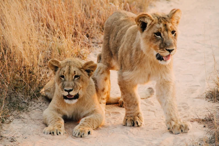 Two lions, possibly a male and a cub, are on a sandy path, looking towards the camera.