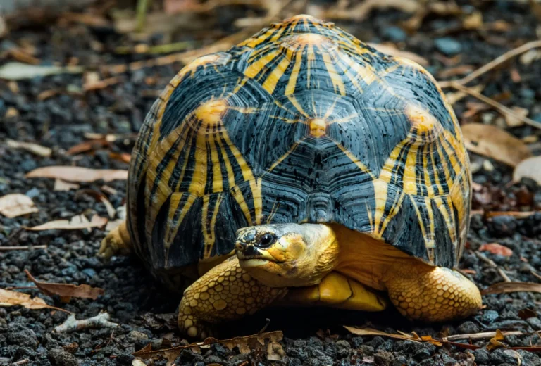 A radiated tortoise with a striking yellow and black shell is seen up close.