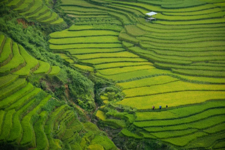 An aerial view of vibrant green rice terraces cascading down a hillside.