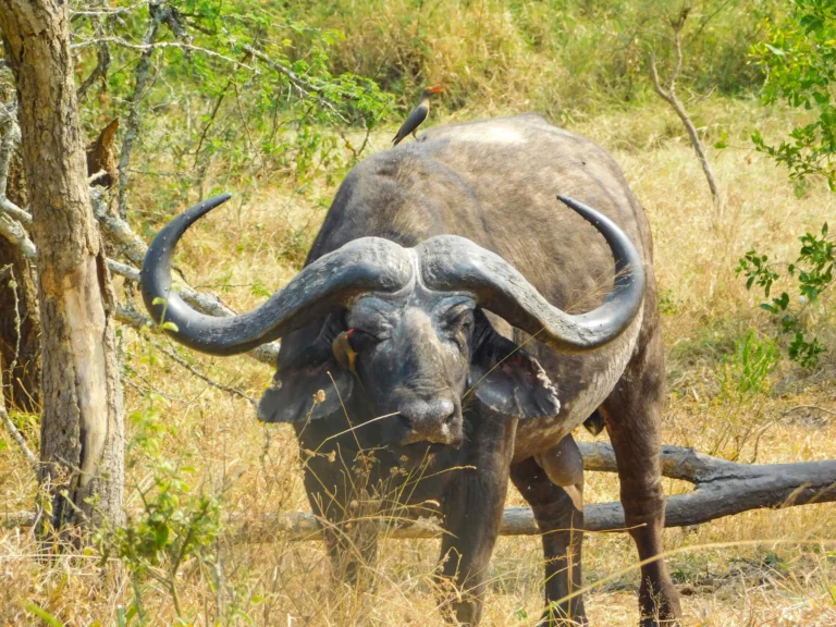 A Cape buffalo stands in a dry, grassy, and sparsely treed area.