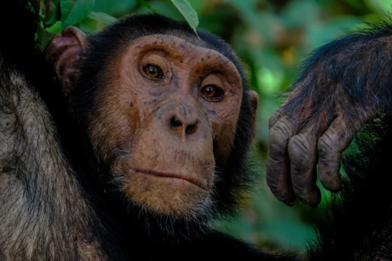 A close-up of a chimpanzee's face, looking directly at the viewer.