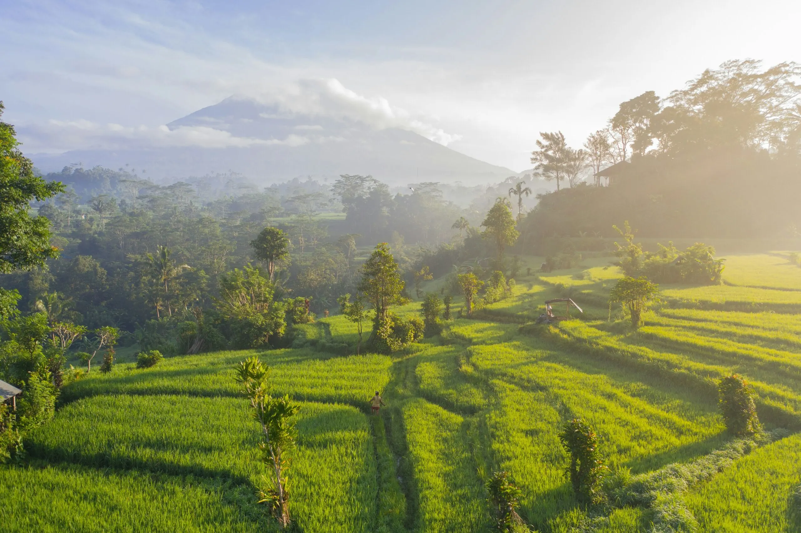 Lush green terraced fields and rolling hills under a soft, misty light.