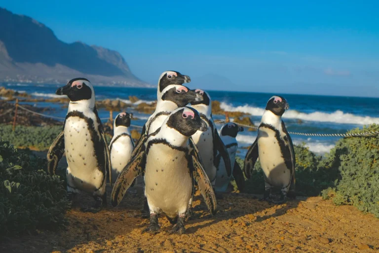 A huddle of penguins gathered on a rocky shoreline with the ocean in the background.