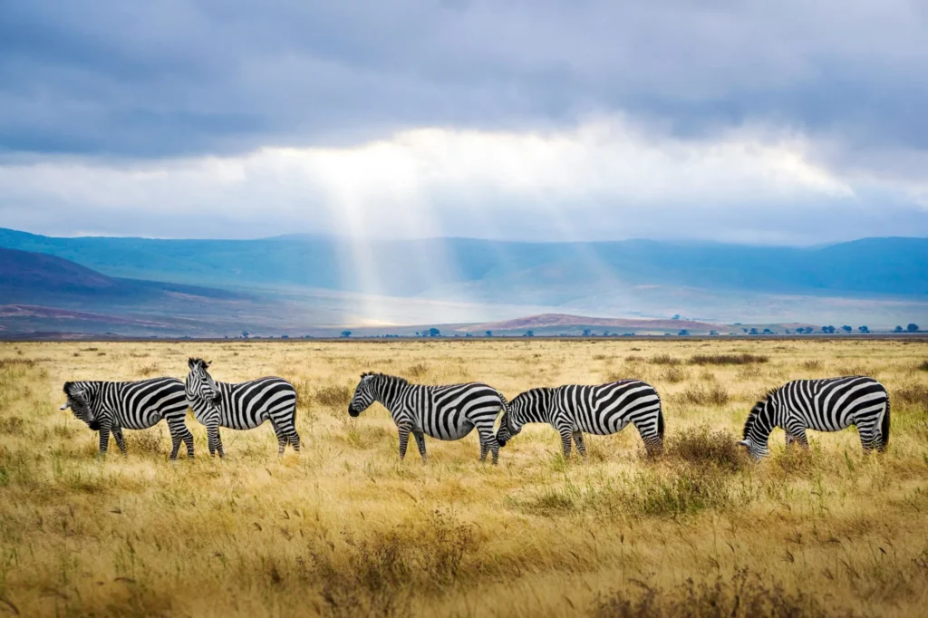 Several zebras graze in a field under a sky with visible sunrays.