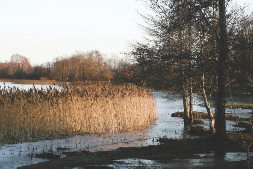 A serene winter landscape with a calm body of water surrounded by reeds and bare trees.