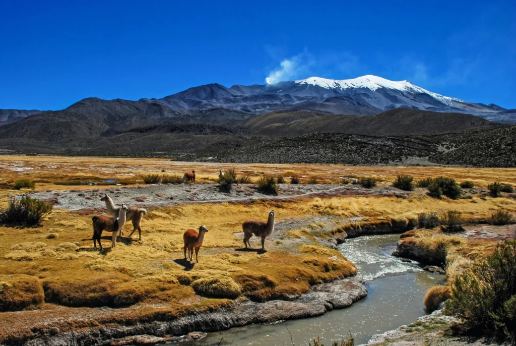 A high-altitude landscape with a snow-capped mountain, a winding river, and grazing llamas.
