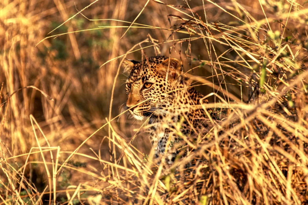 A leopard's face is partially visible through dry grass, providing camouflage.