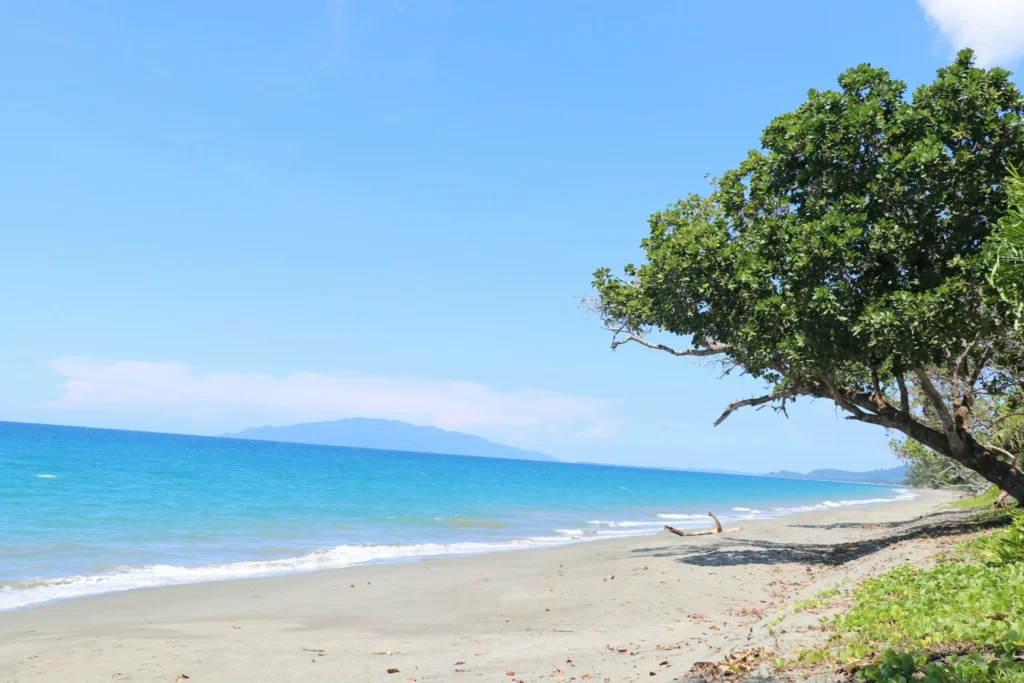 A tranquil sandy beach with a tree on the right, clear blue water, and distant land under a clear sky.