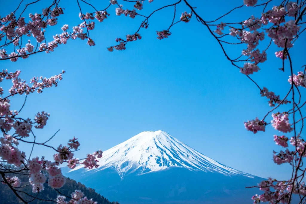 Mount Fuji with cherry blossoms in the foreground, under a clear blue sky.