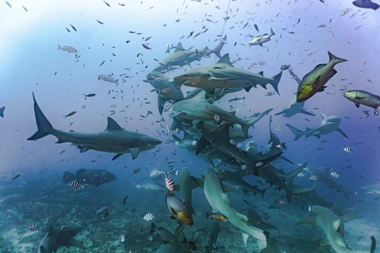 Sharks and other fish swim around in clear blue water, possibly during a feeding.