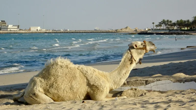 A camel is resting on a sandy beach next to the sea, with a city skyline in the distance.