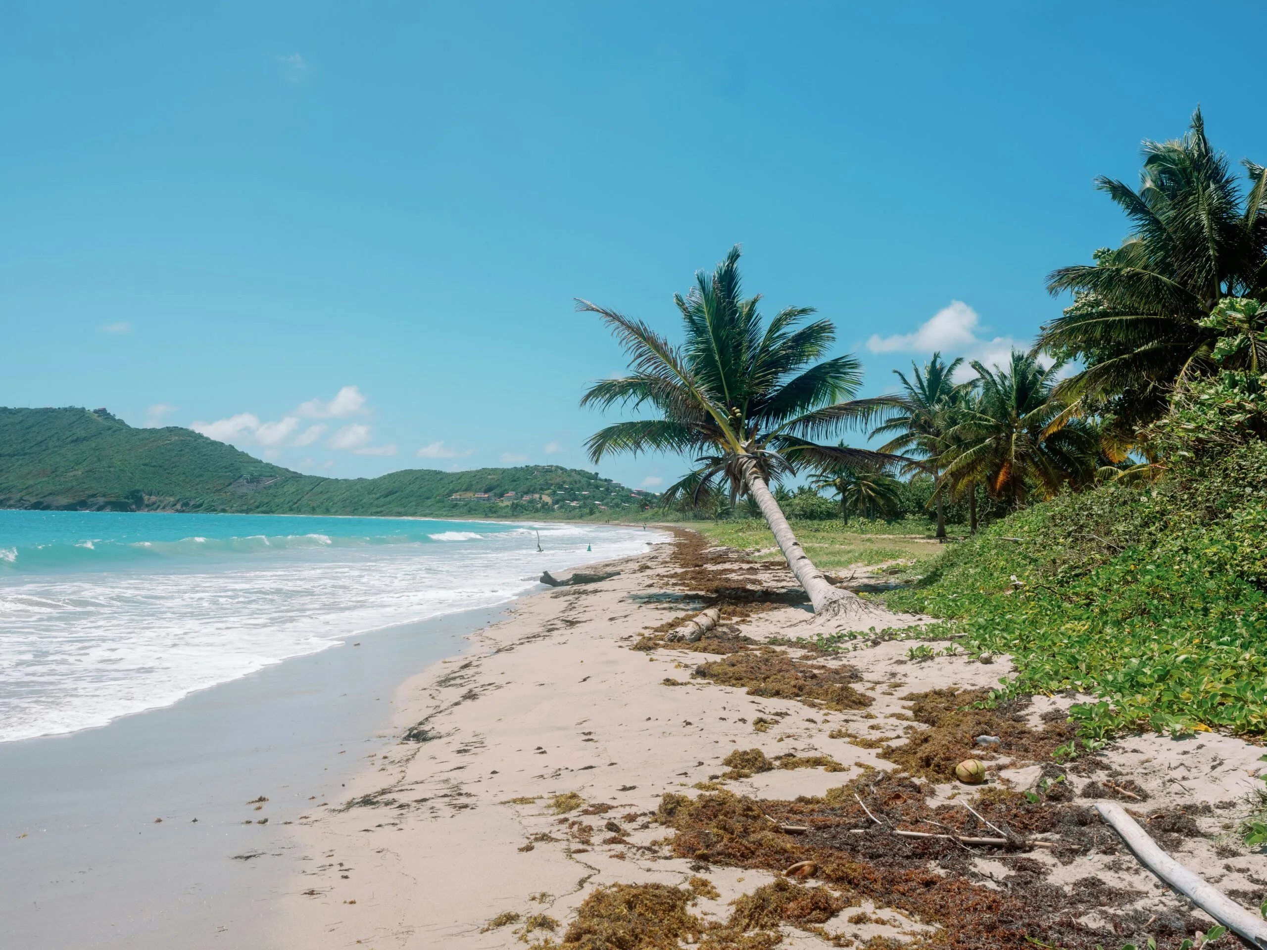 Tropical beach with palm trees and a calm ocean