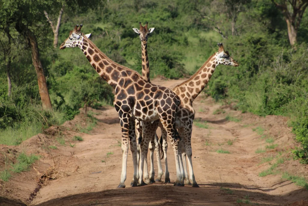 Two giraffes stand close together on a dirt path, looking towards the camera.