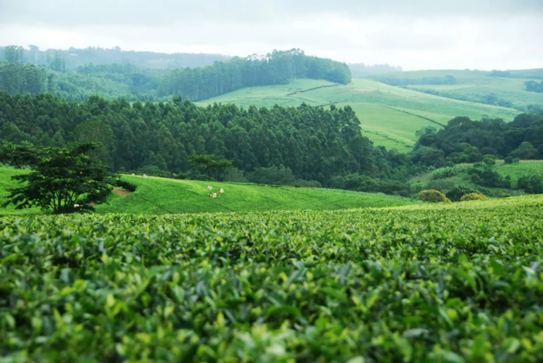 Rolling green hills covered in vegetation, possibly tea plantations, under a cloudy sky.
