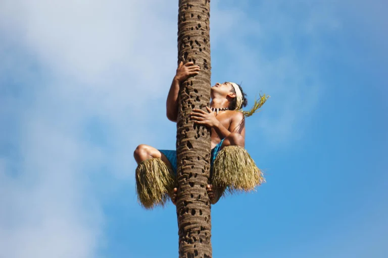 A person is high up on a palm tree, collecting coconuts.
