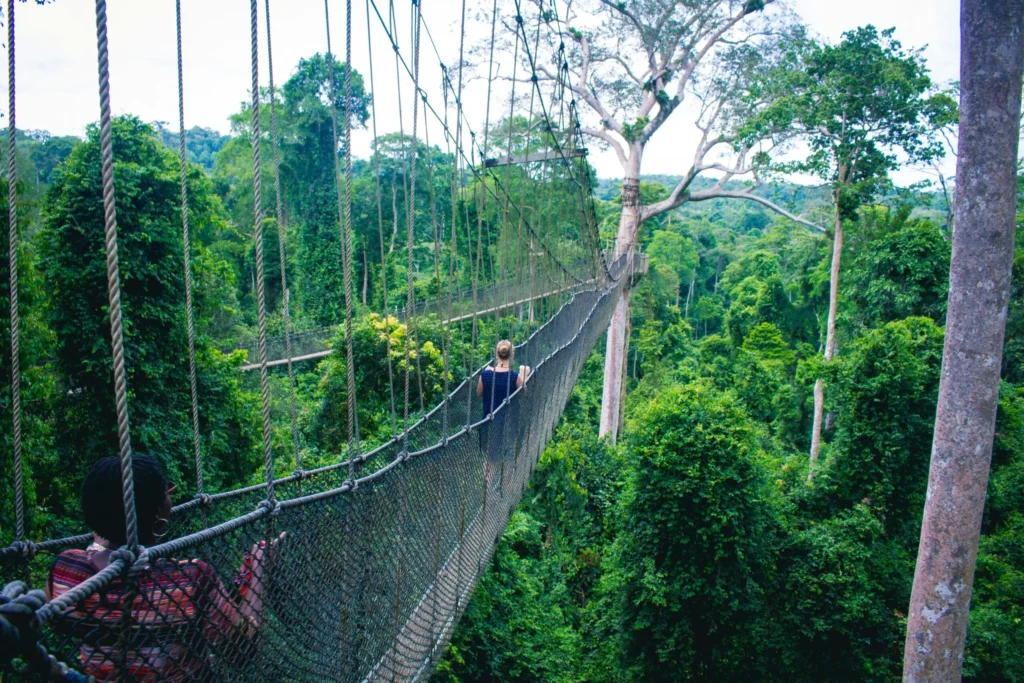 A canopy walkway suspended high among tall trees in a dense forest.