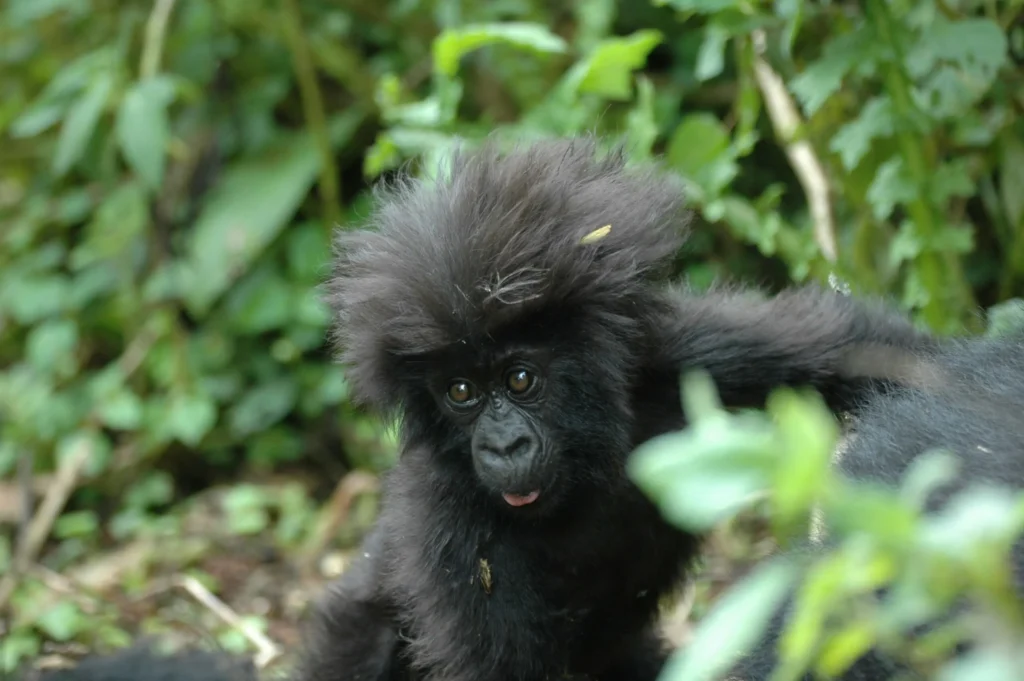 A young gorilla is partially visible among green foliage.