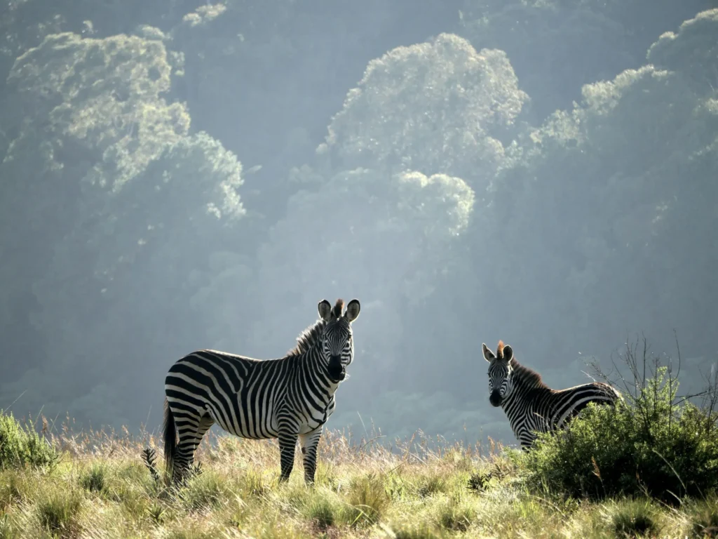 Two zebras stand in a misty, grassy landscape with trees in the background