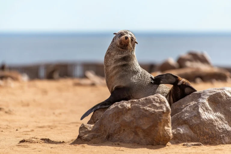 A seal sits on a rock by the water, looking out towards the sea.