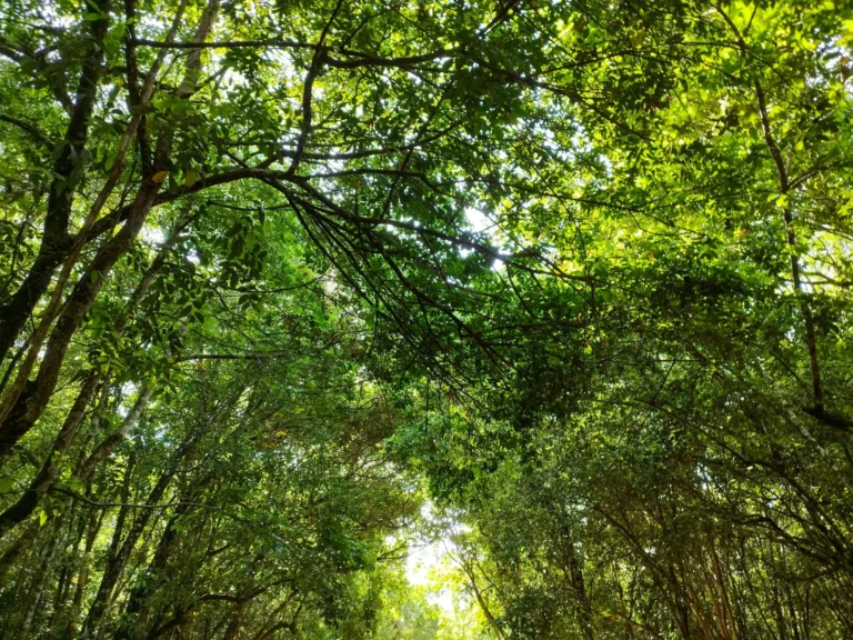 A dense canopy of green trees forming a tunnel over a path, with sunlight filtering through.