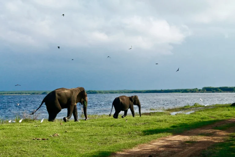 Two elephants grazing near a body of water with a cloudy sky.