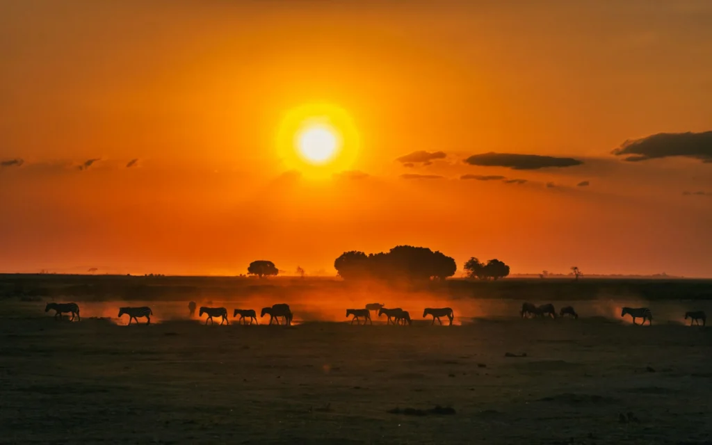A stunning sunset over a savanna, with a bright orange sun low on the horizon and silhouettes of animals.