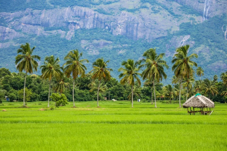 A vast green rice paddy field with palm trees and a small hut in the foreground, and mountains in the background.