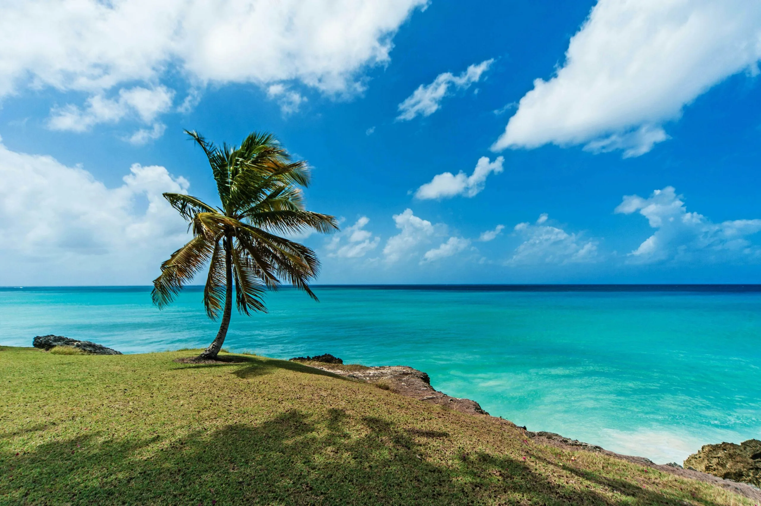 Palm tree on a tropical beach