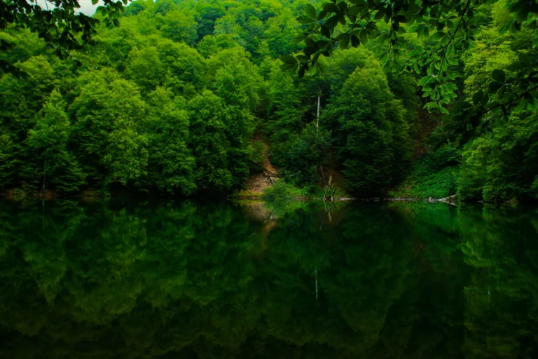 A serene lake surrounded by dense green forest, with reflections on the water's surface.