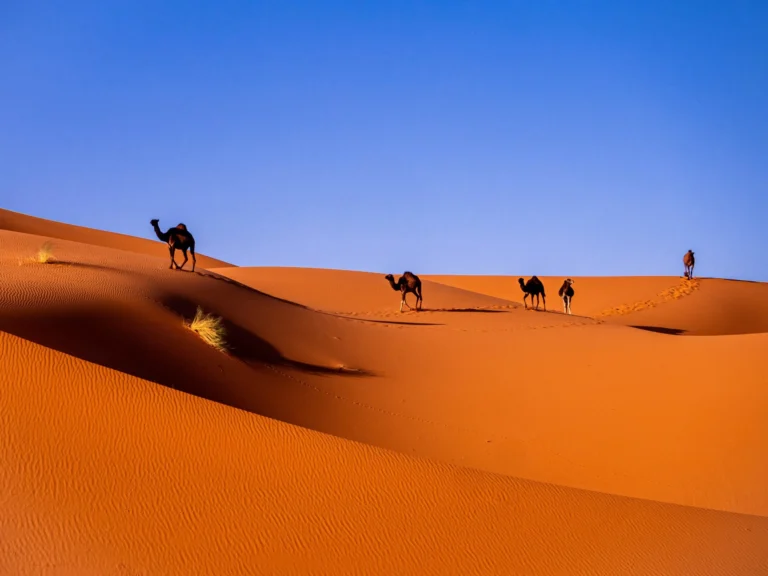 Several camels and a few human figures trek across vast, undulating orange sand dunes under a clear blue sky, casting long shadows.