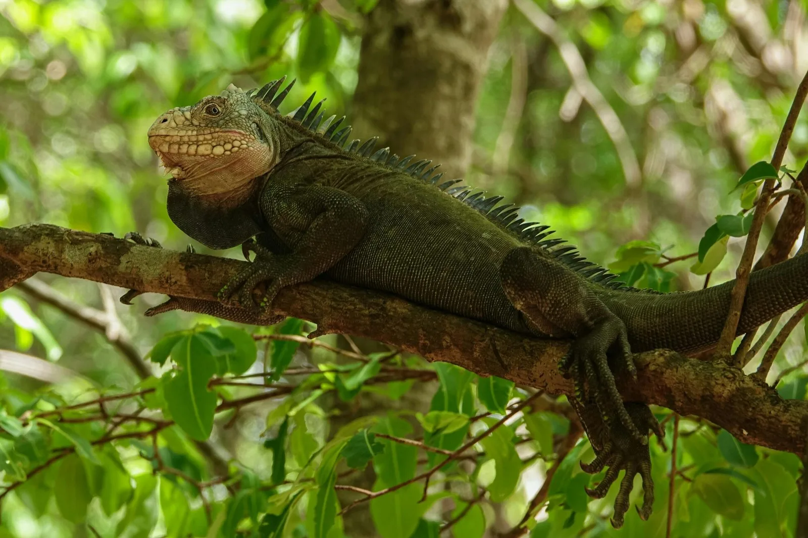 A large iguana resting on a tree branch in a lush, green environment.