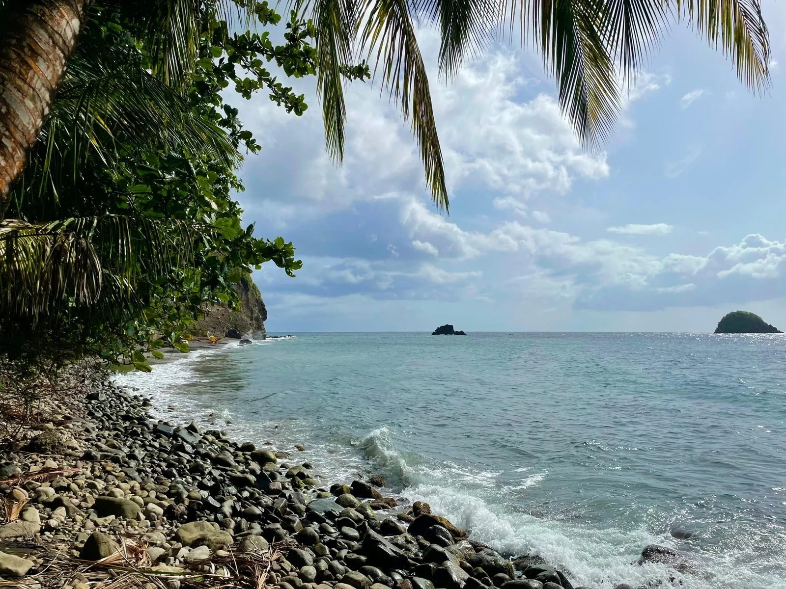 A rocky coastline with waves crashing on the shore and palm trees in the foreground.