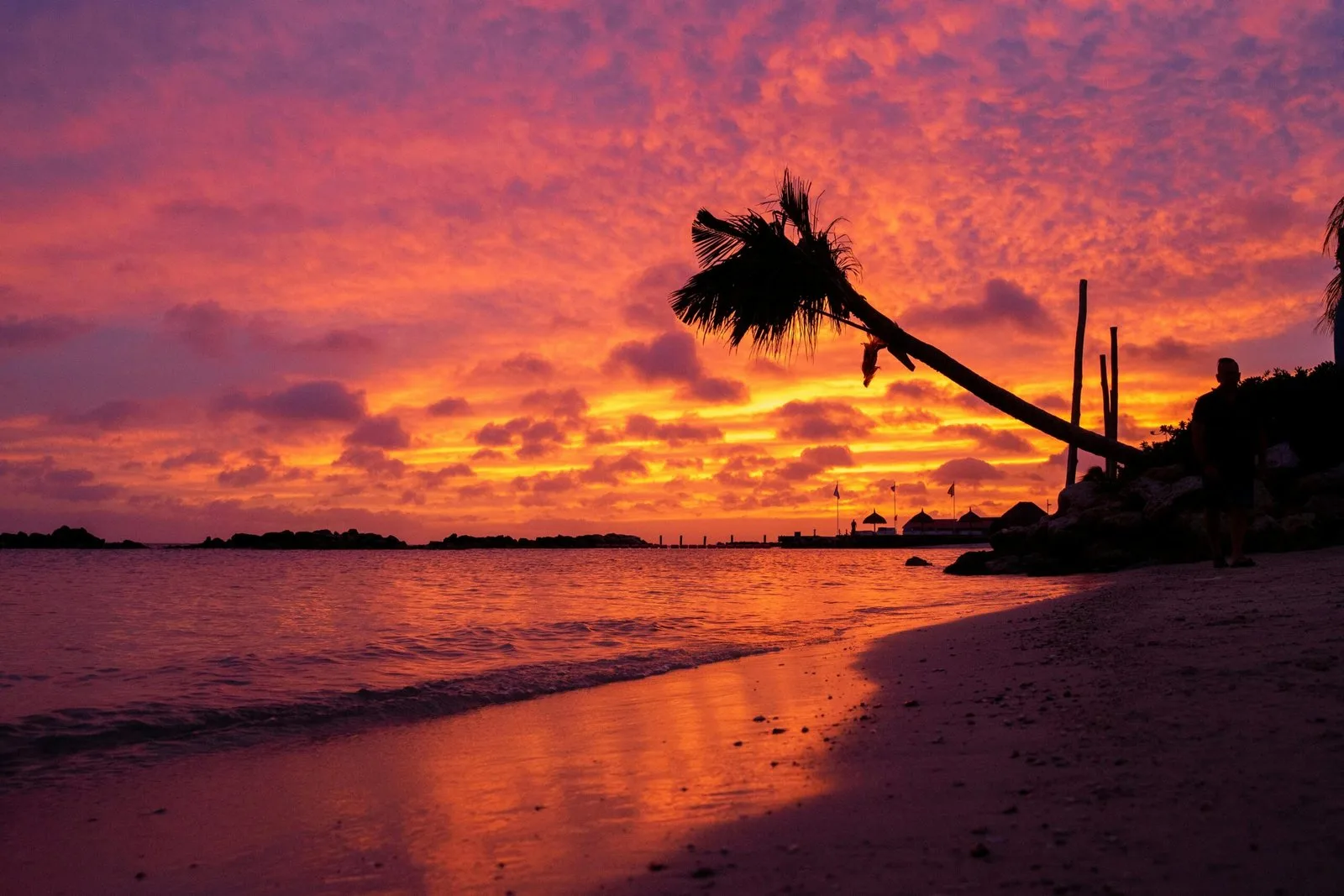 A vibrant sunset over the ocean with a silhouette of a palm tree on the beach.