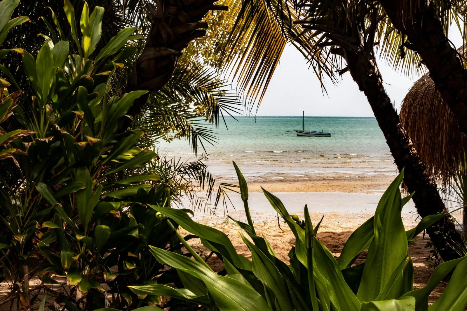 A tropical beach scene framed by palm leaves, showing a sandy shore and a boat in the distance.