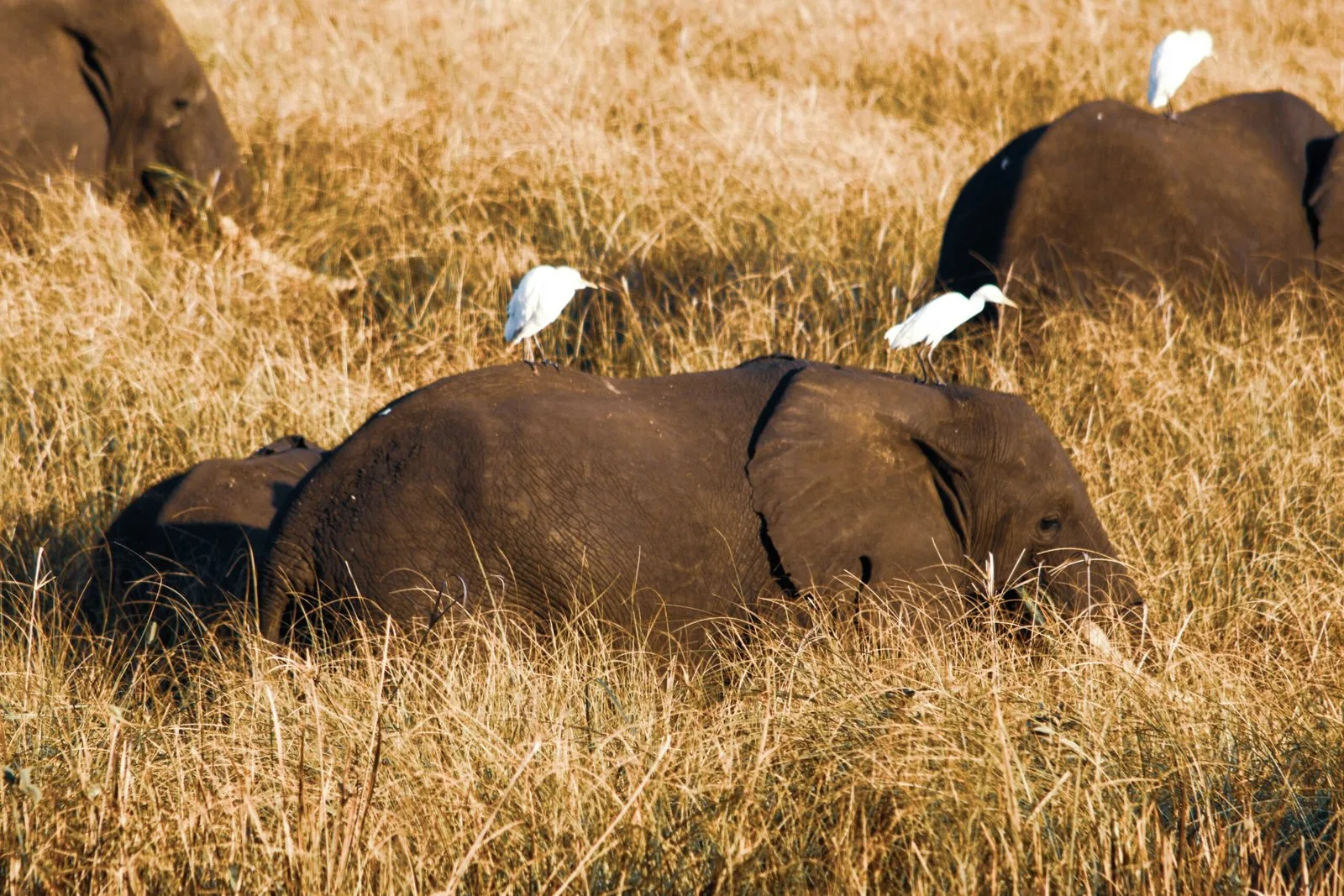 A group of hippos in a grassy field, with birds resting on their backs.