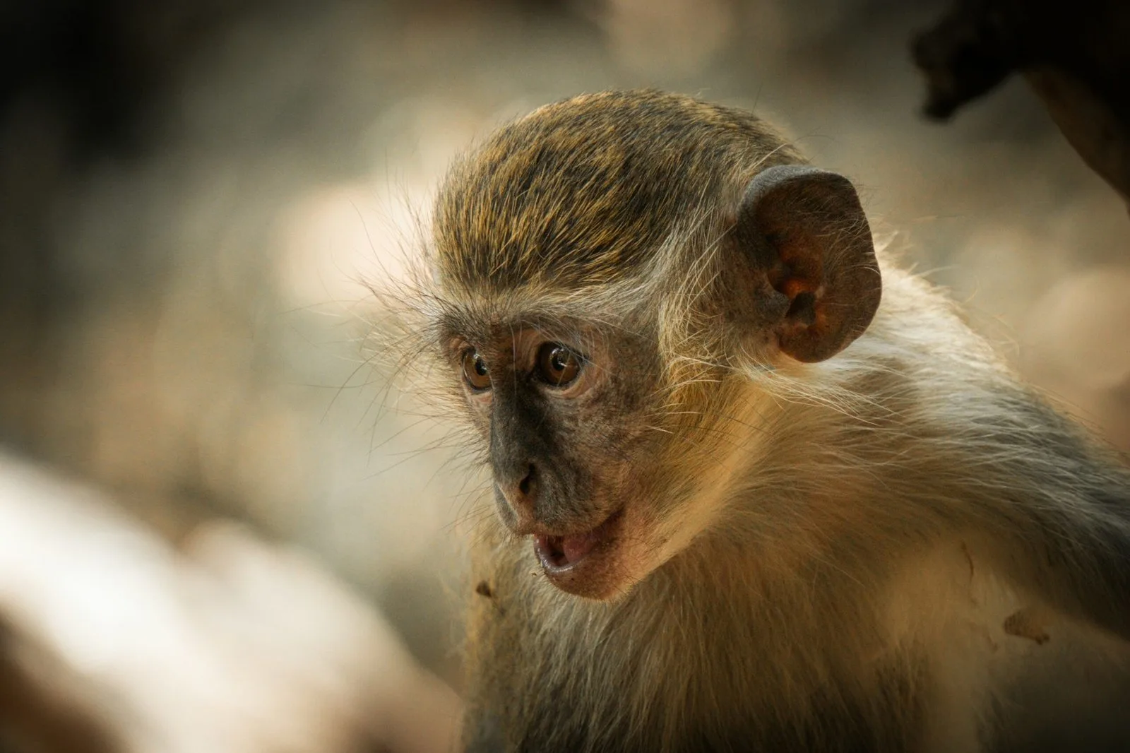 A close-up of a small monkey with light brown fur looking to the side.