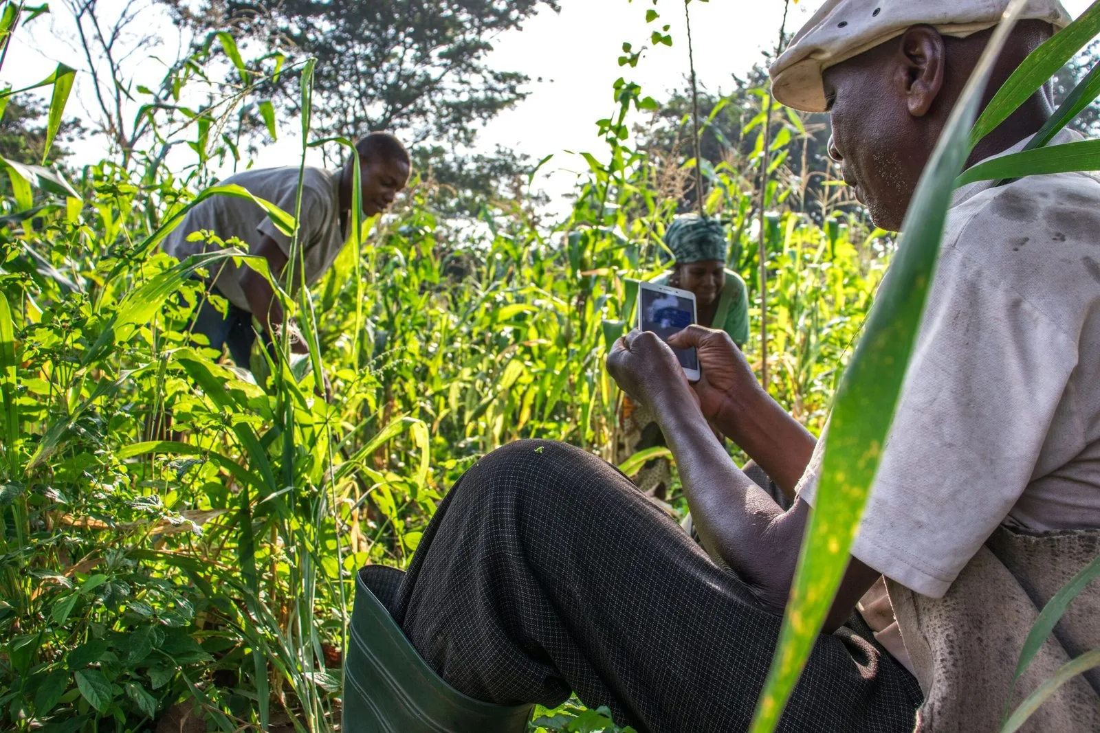 Two people working in a field of tall, green plants, with one person using a tool.