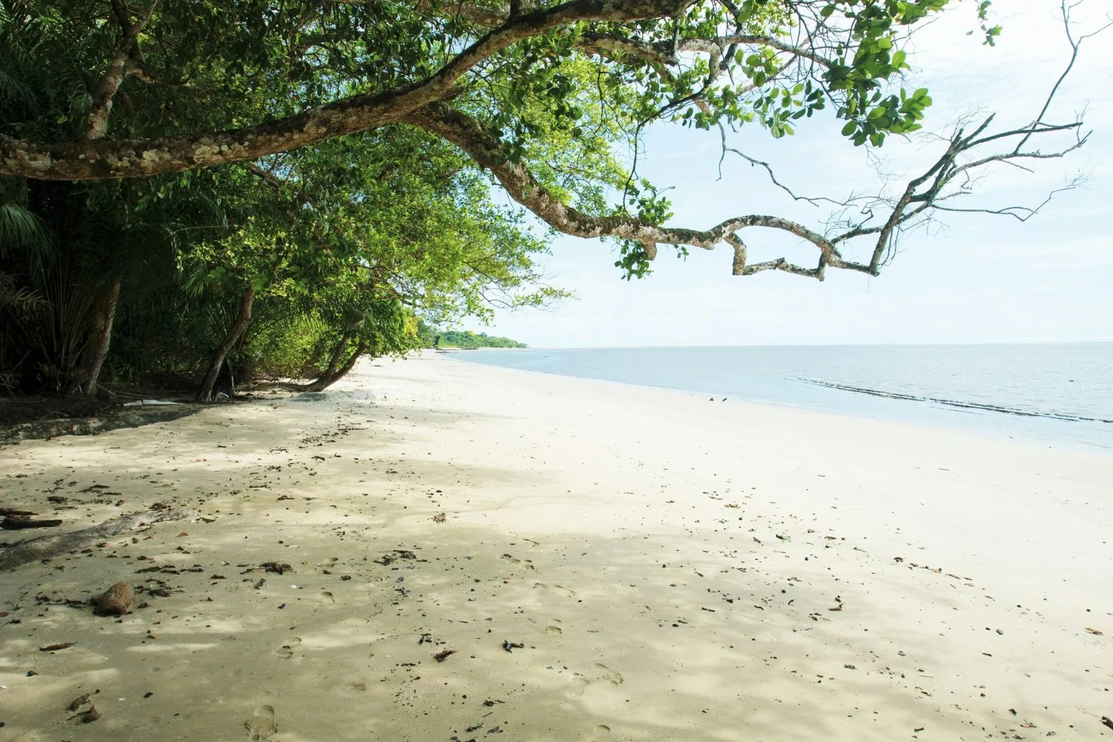 A peaceful, sandy beach with trees overhanging the shore and calm water.
