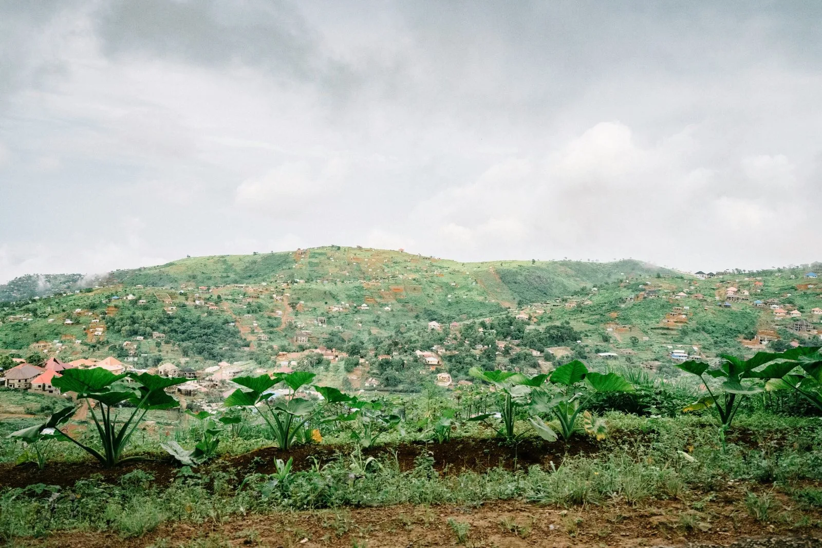 A panoramic view of a hilly landscape with a town or village nestled among the trees.