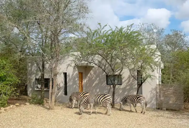 Three zebras grazing by a modern safari lodge in a quiet off-season safari setting, serene wildlife retreat.