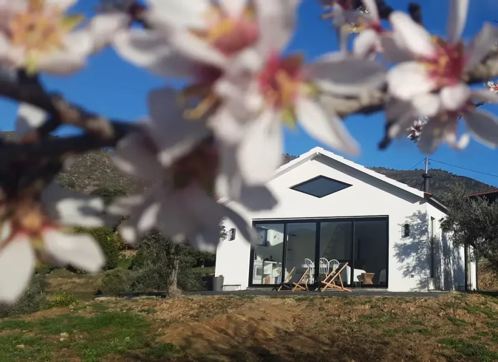 Spring blossoms frame a white rural villa with empty deck chairs under clear blue sky, evoking off-season calm